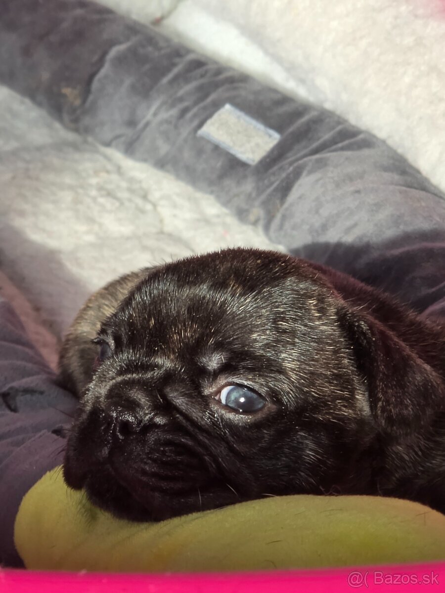 Francúzsky buldoček - 16