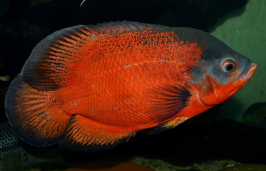 Americké cichlidy dovoz 9.11 RK-BB - 16