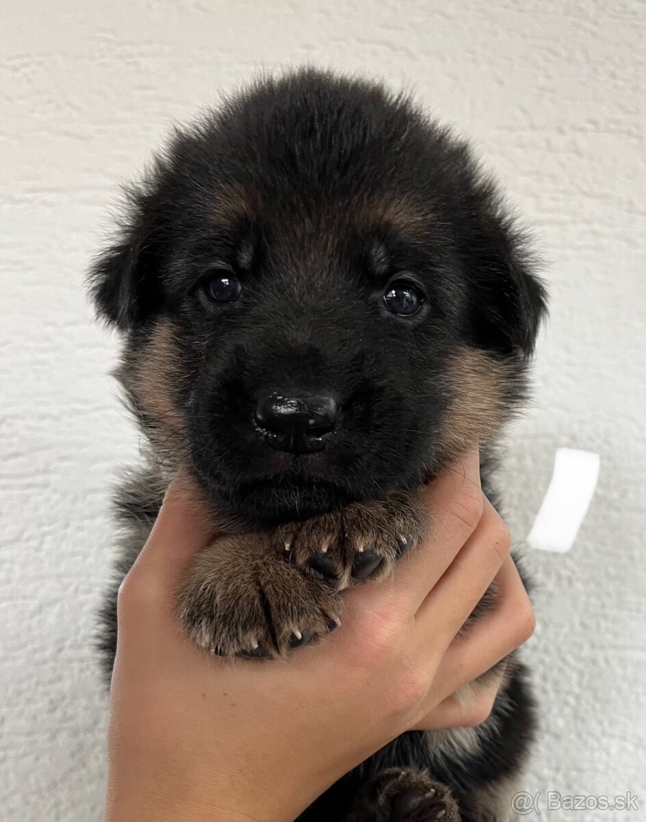Šteniatka nemeckého ovčiaka typu Rex s PP - 16