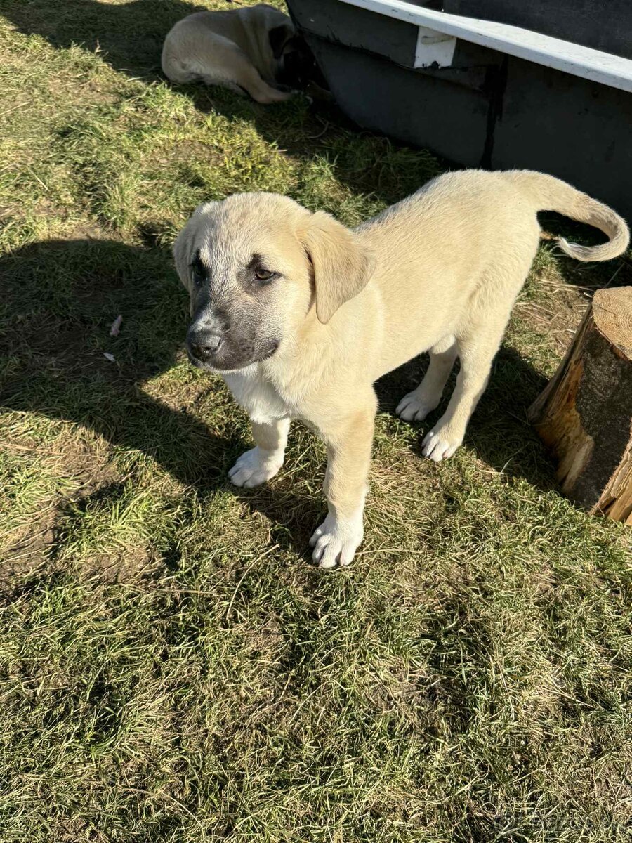 Predám šteniatka kangaly - 16