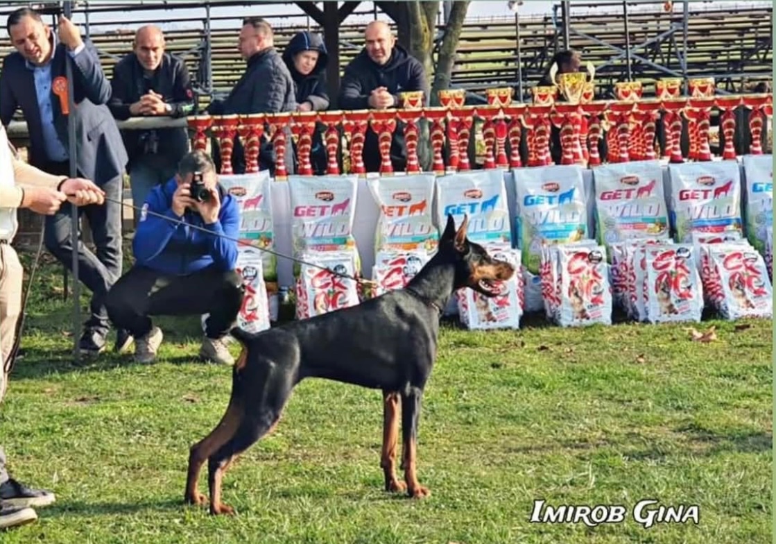 DOBERMAN ŠTENIATKA S FCI PP - 16