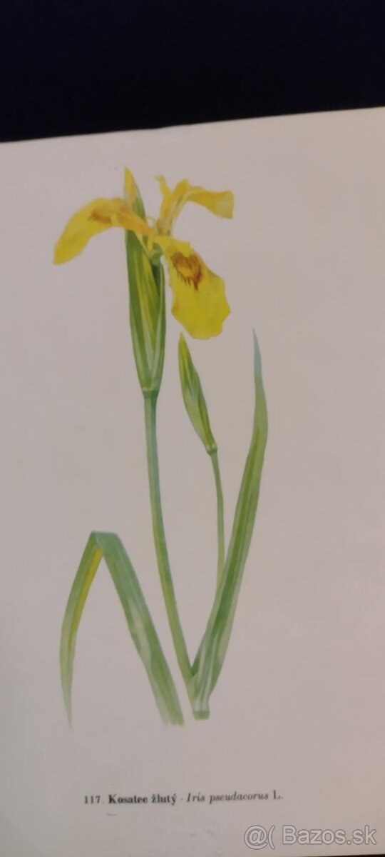 obrázky rastlín - 16