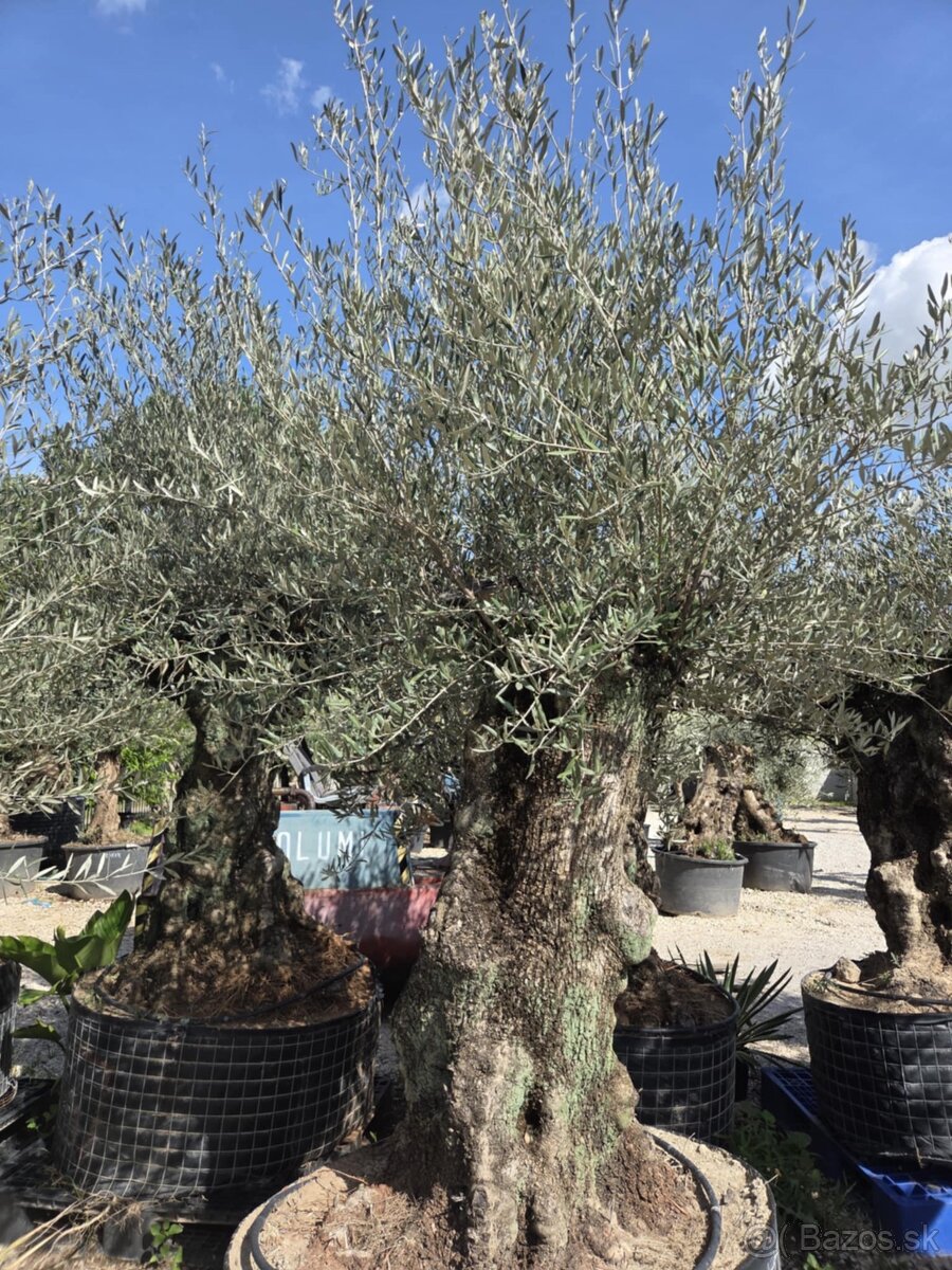 ‼️Akcia‼️ Olivovníky Bonsai - 16
