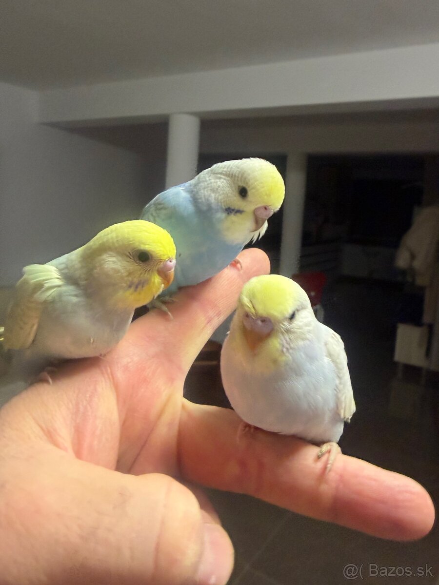 Andulka Maznačik - 16