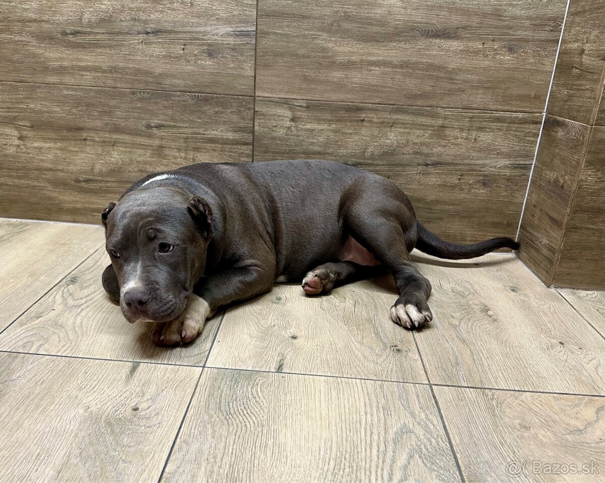American Bully XL - 16