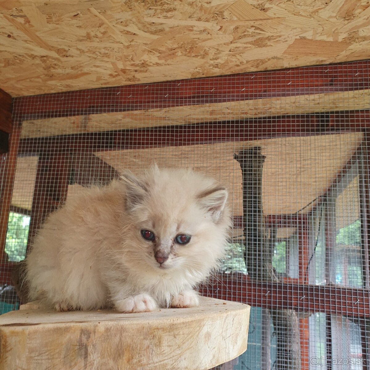 Ponukam maciatka ragdoll - 16