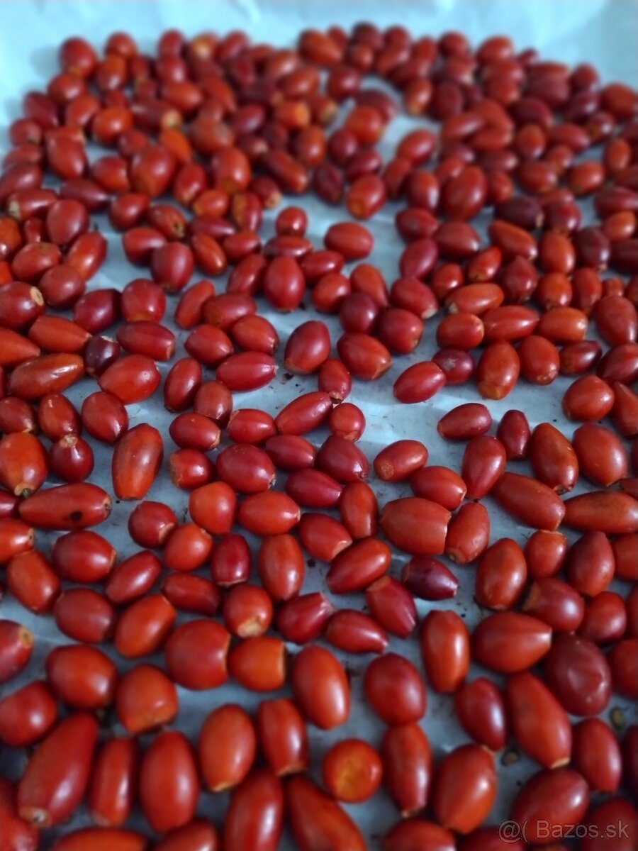 Sušené bylinky - 16