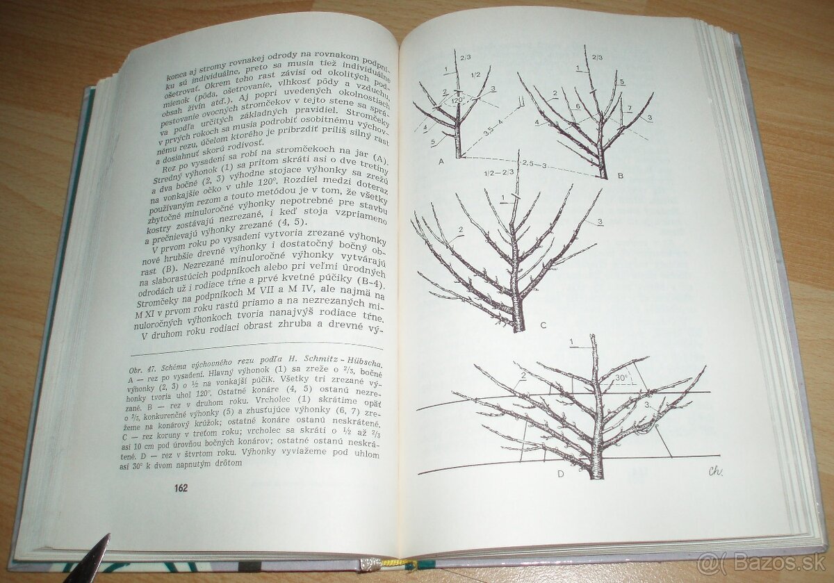 Rez a tvarovanie ovocných drevín - 16