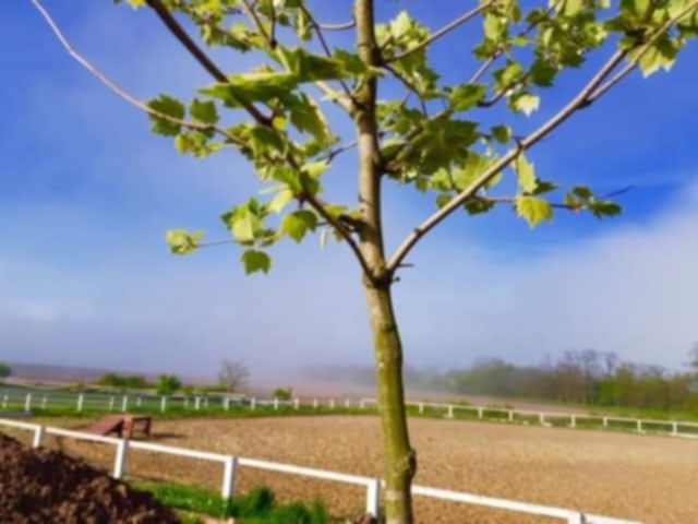 JEDINEČNÁ JAZDECKÁ FARMA V ÚPLNOM SÚKROMÍ - 16