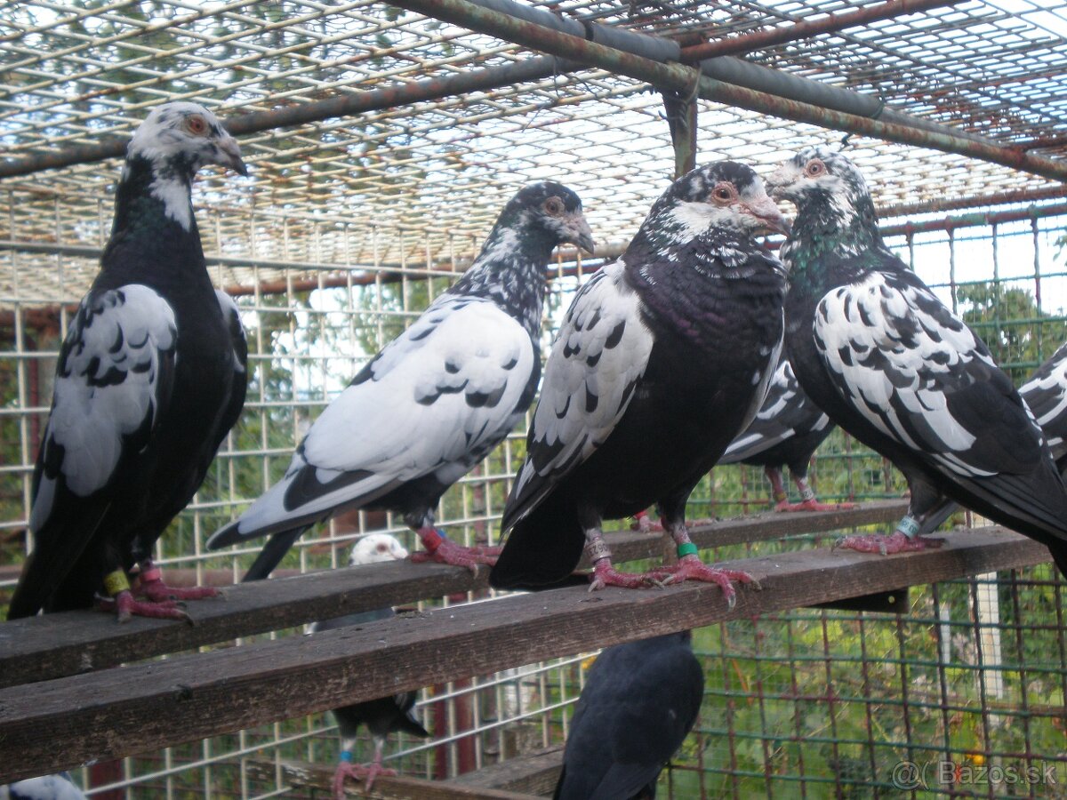 Predám poštové holuby - 16