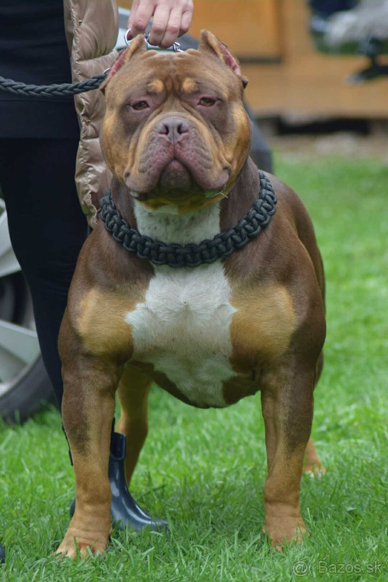 American Bully XL XXL - 16