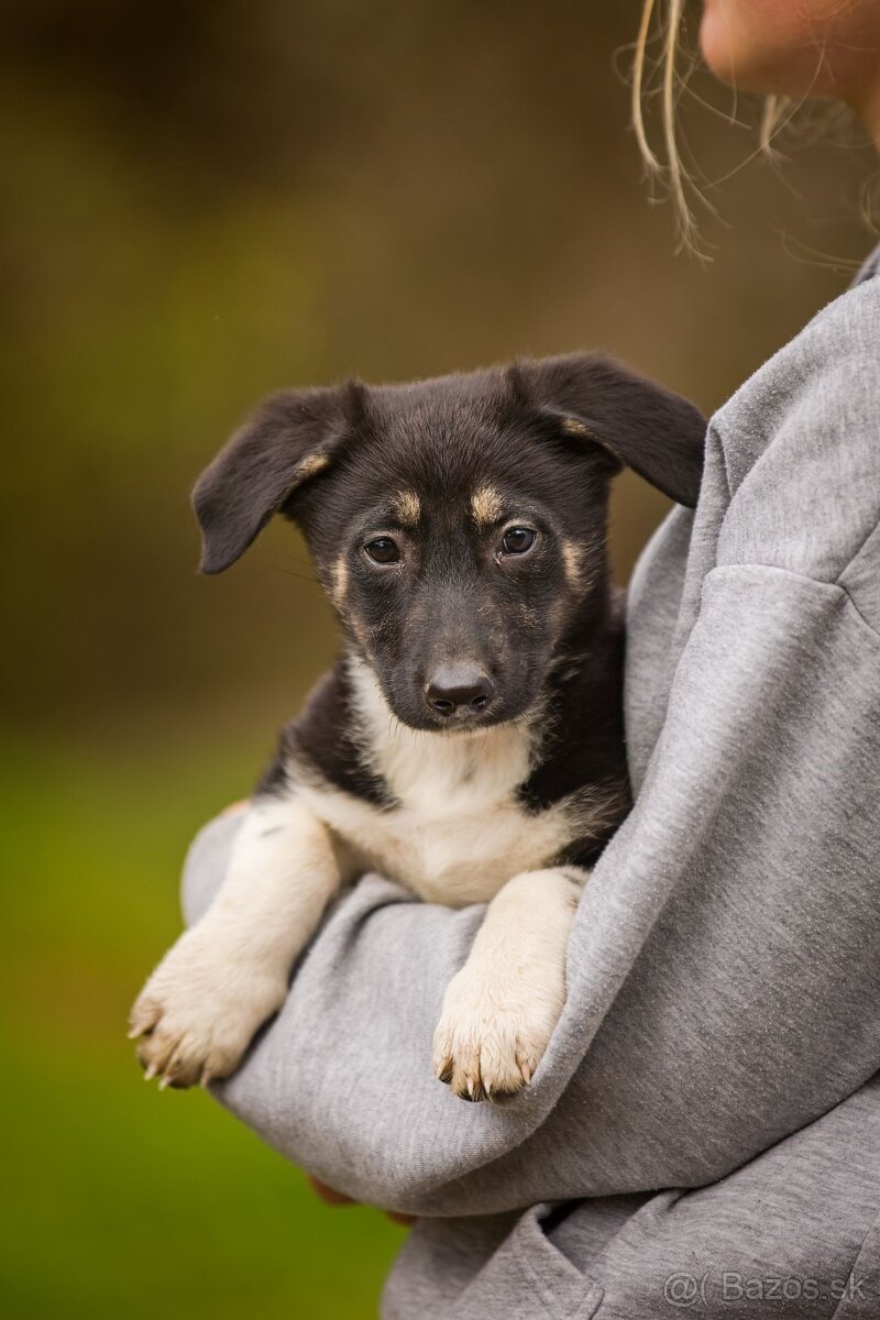 Darujem originálne šteniatka - mix husky / vlčiak / jazvečík - 16