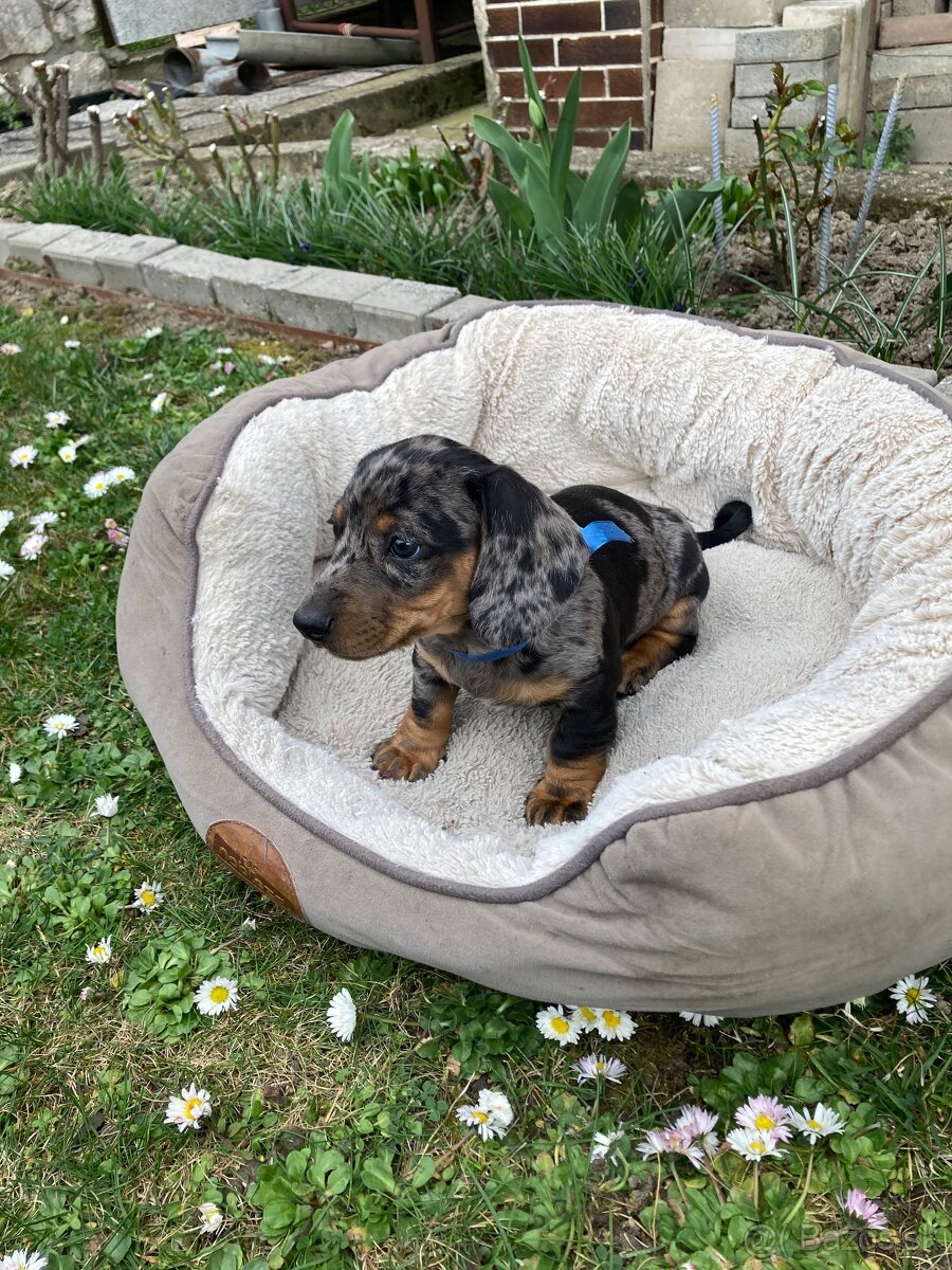 Jazvečík trpasličí krátkosrstý - 16