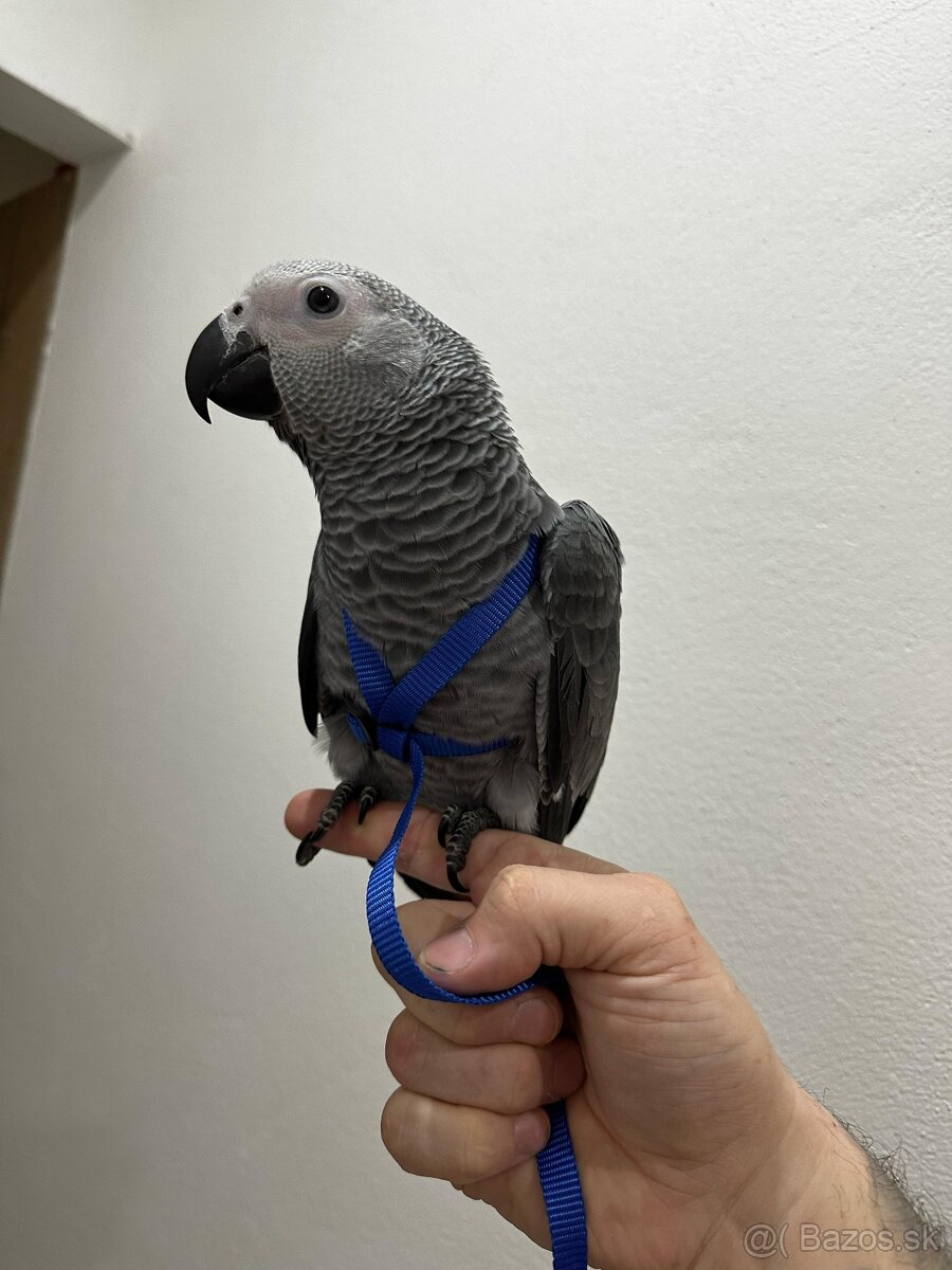 Ručne dokrmene - 16