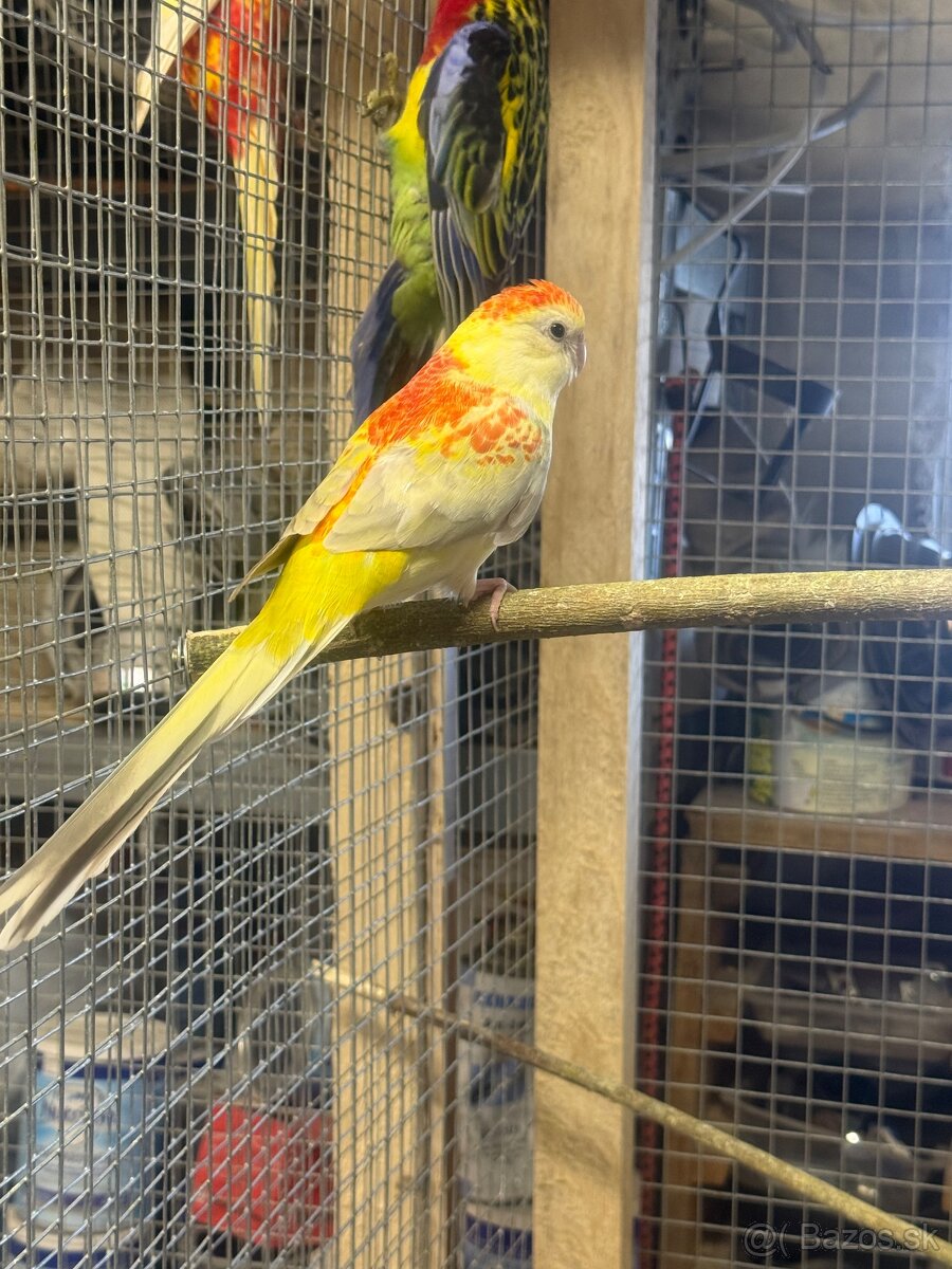 Alexandre malé , Papagáj spevavy - 16