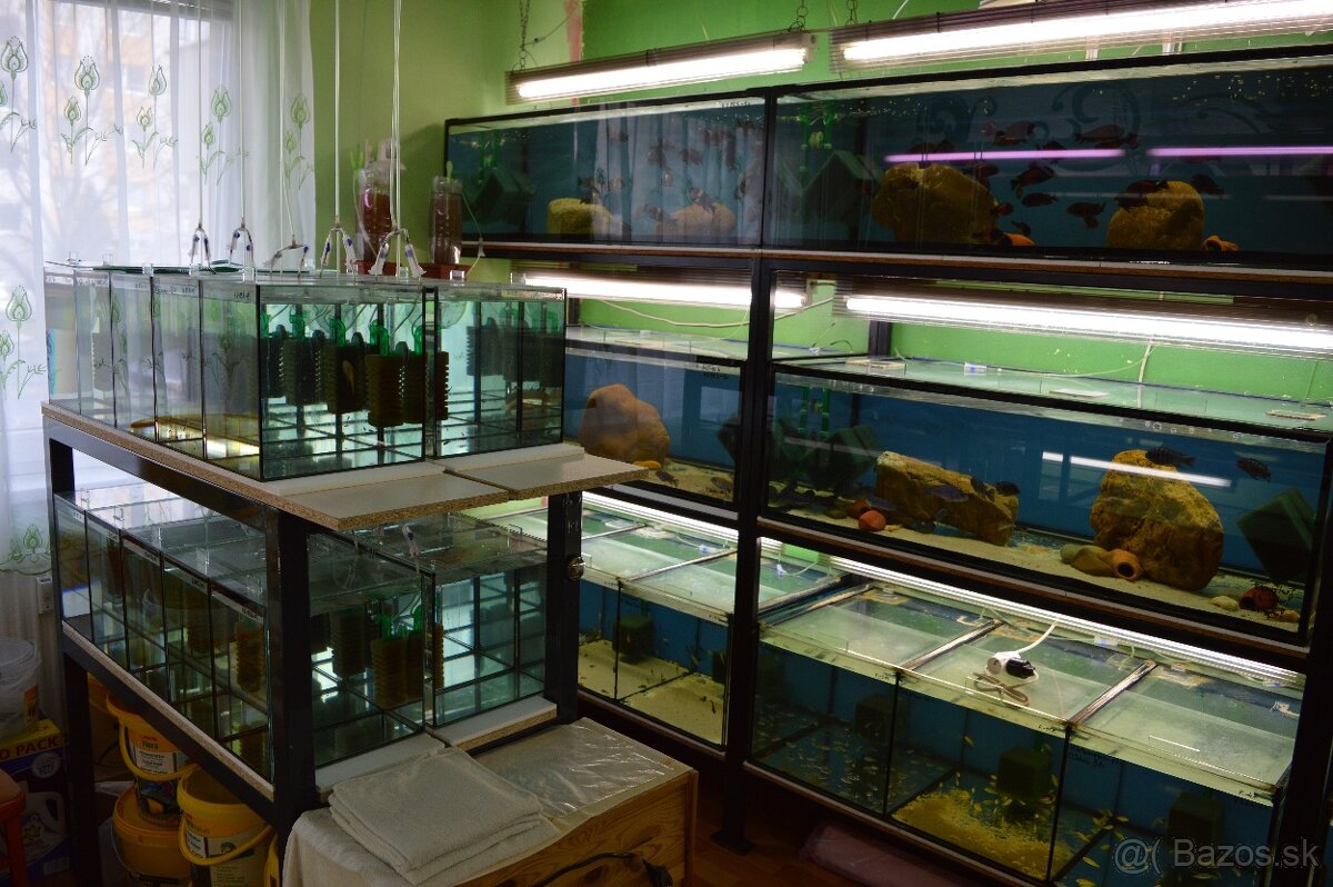 Predám prebytky chovu - Africké cichlidy. - 16