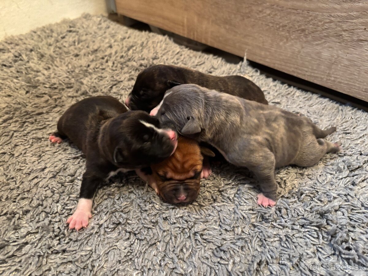 Americký stafordsirsky terier, Stafford, amstaf - 16