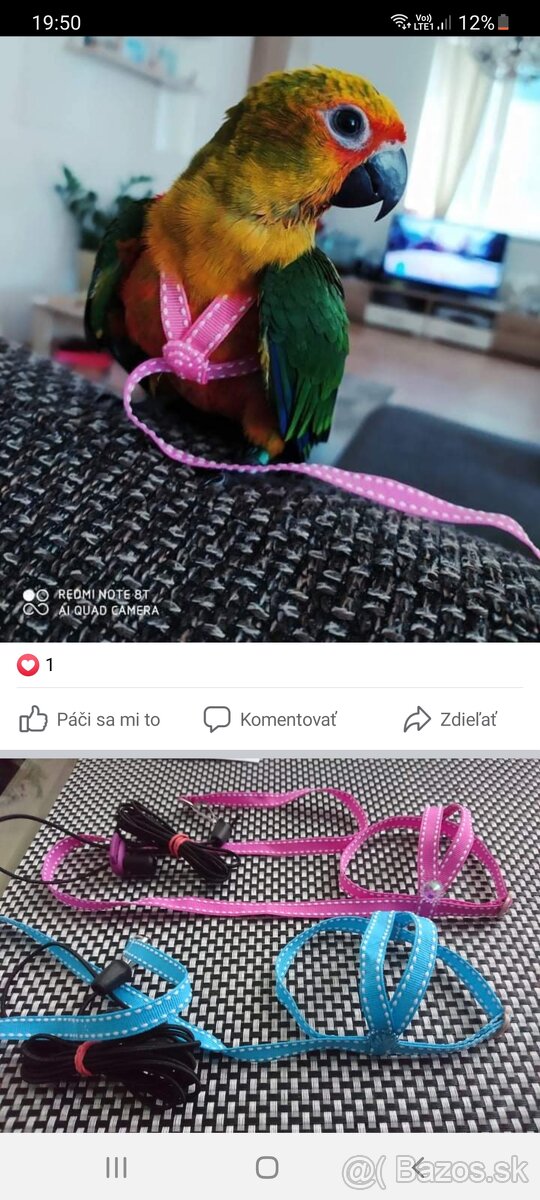 Traky pre papagáje, kšíry, popruhy - 16