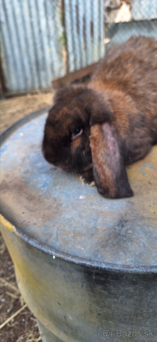 Francúzsky baran - 16