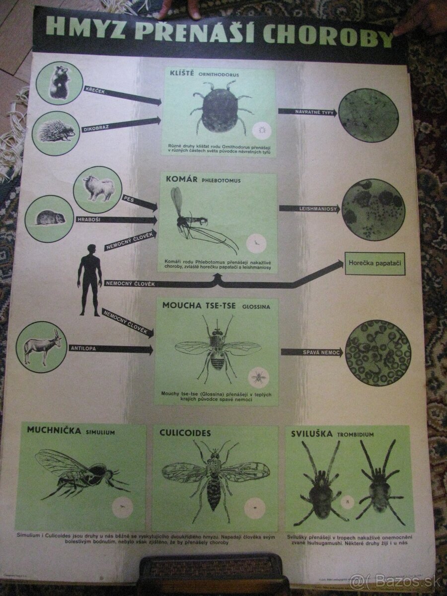 staré školské tabule/plagáty raslín-stromov-zvierat - 16