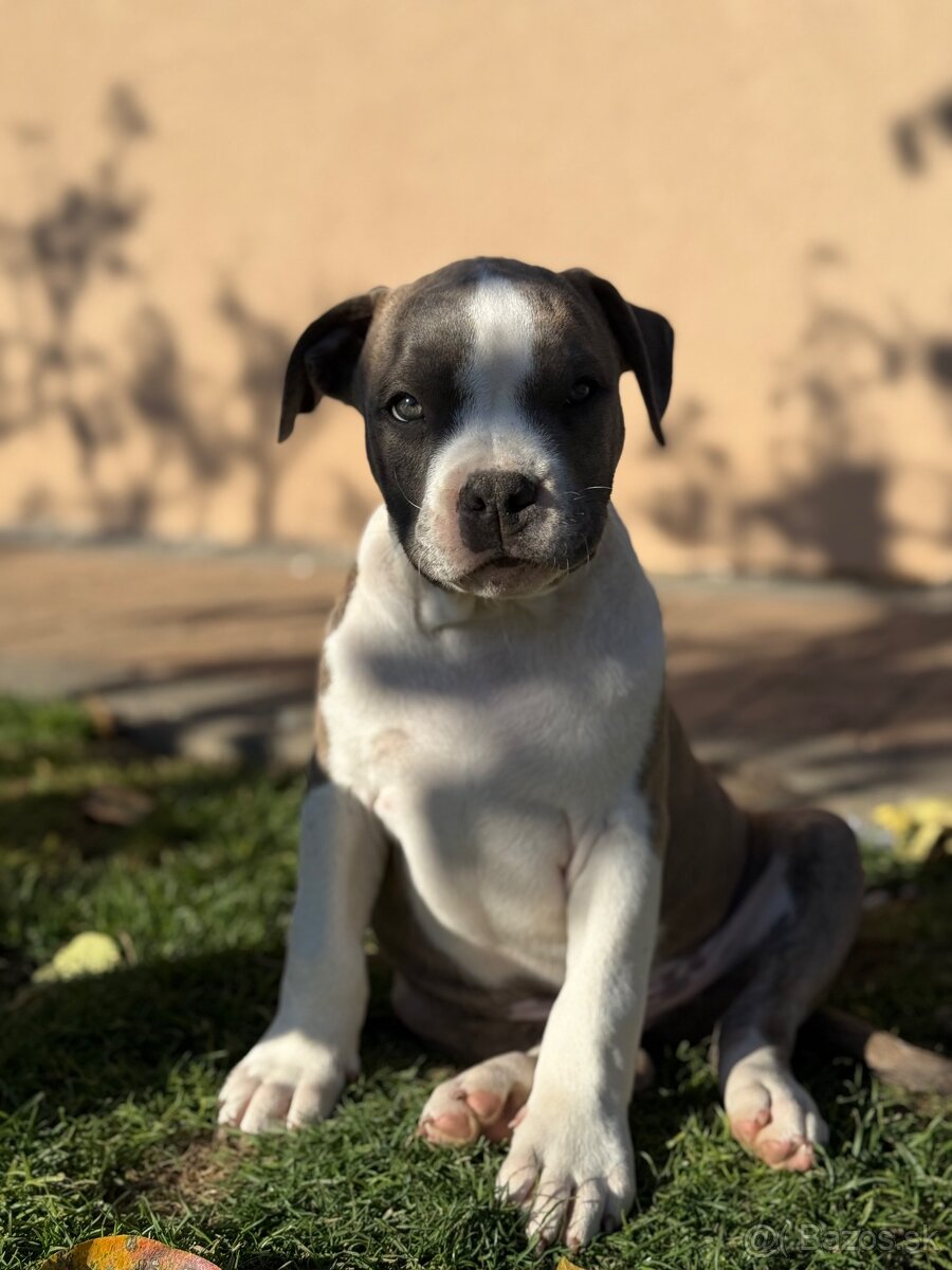 Americký stafordšírsky teriér s PP - 16