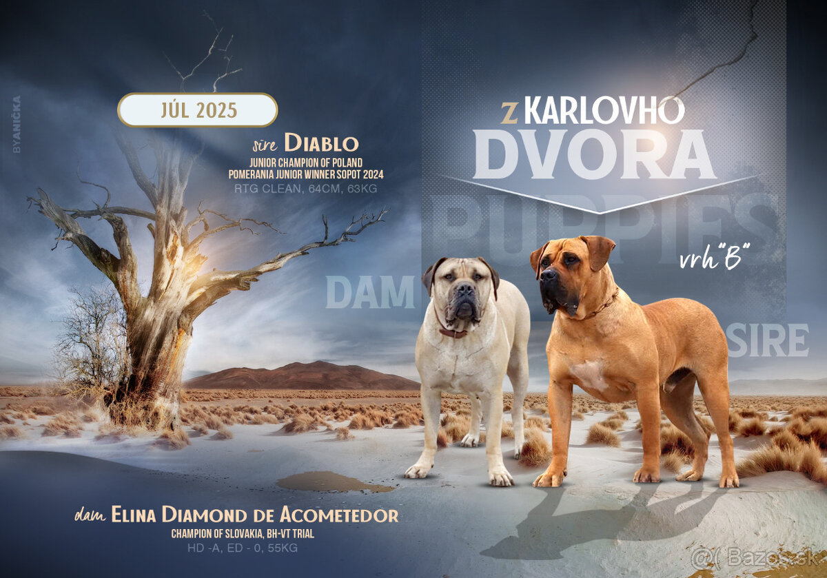 Krásna fenecka Kanárska Doga / Presa Canario s PP - 16