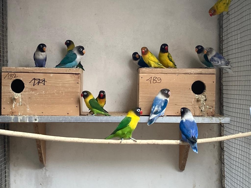 Agapornis fischeri - 16