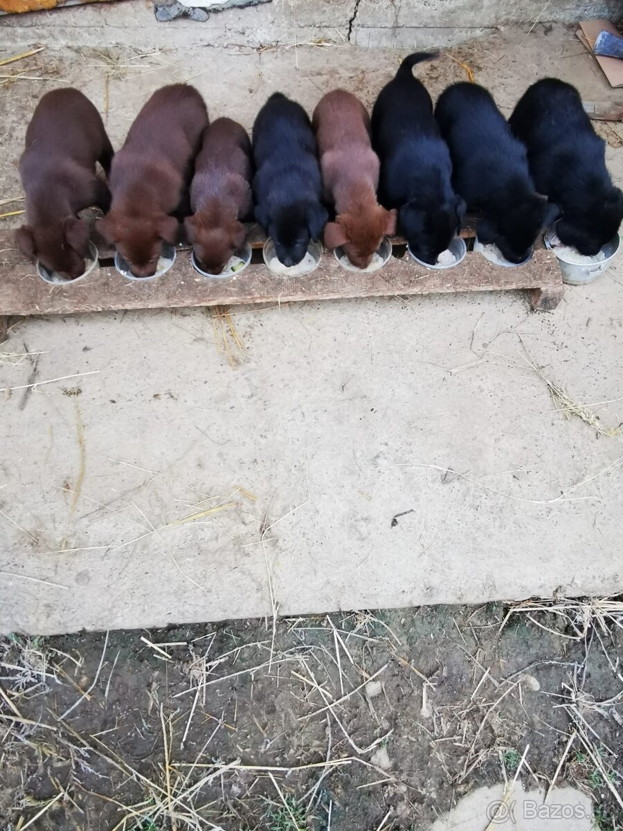 Šteniatka Labrador - 16