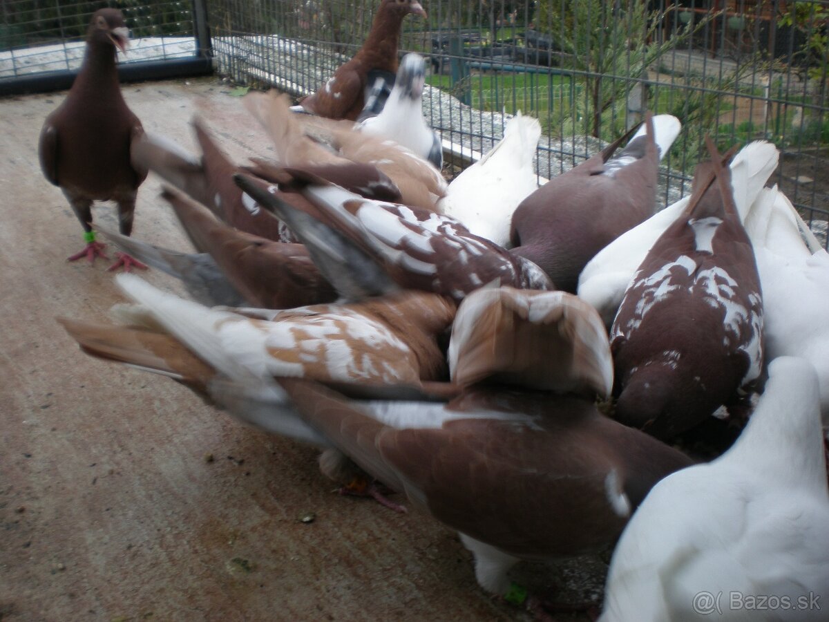 Predám poštové holuby Meulemans - 16