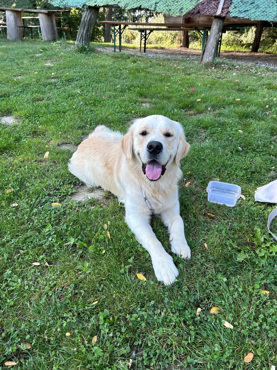 Zlatý retriever - 16