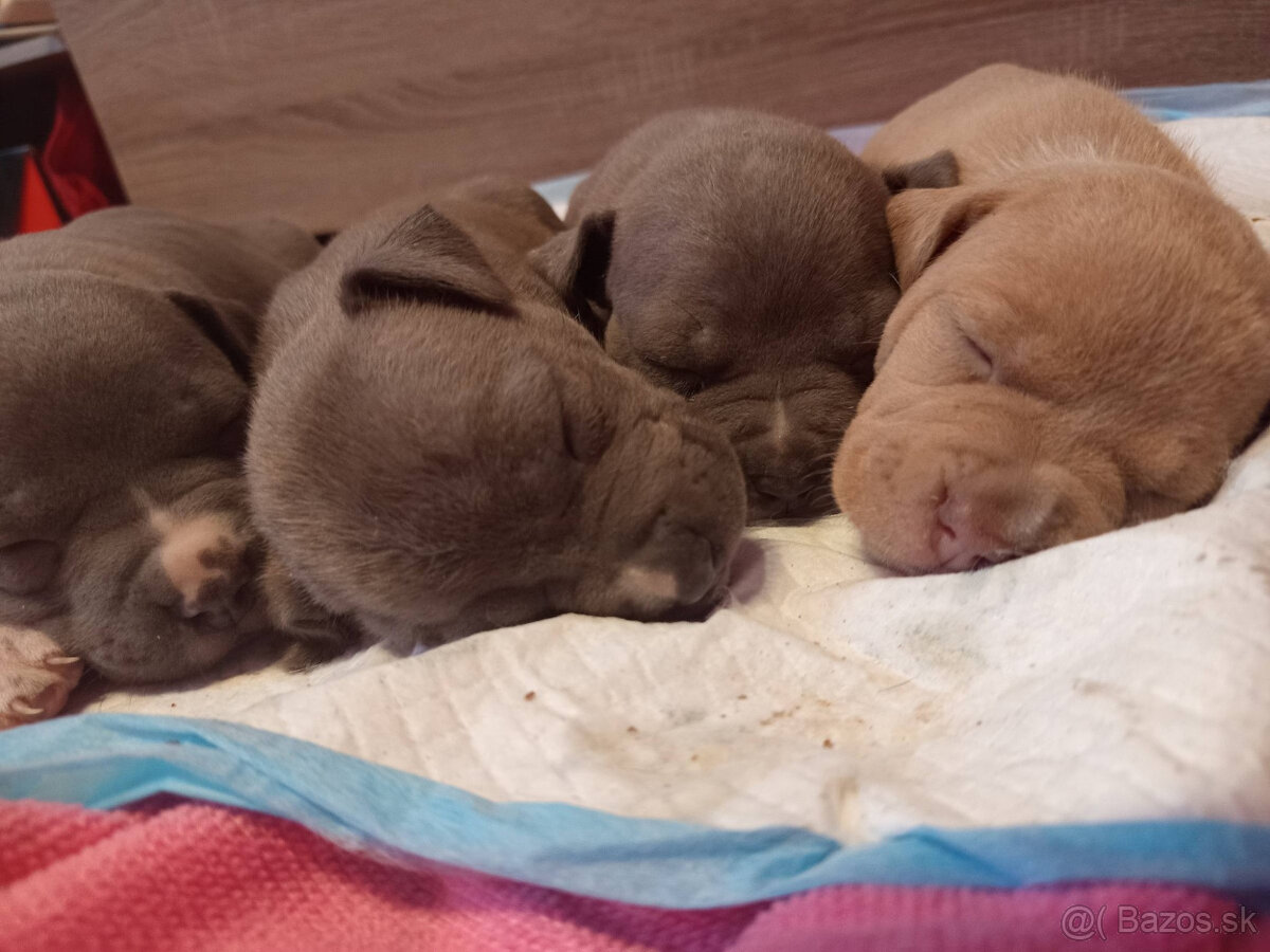 americky staforshier terrier - 16