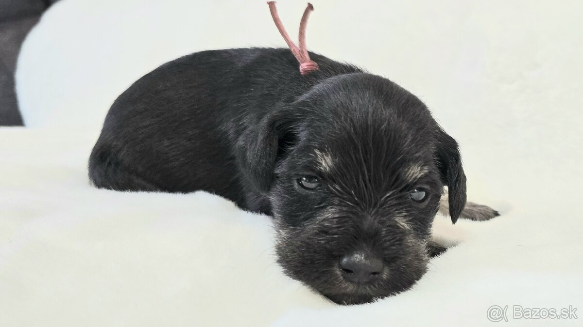 Bradáč malý čiernostrieborný s PP - 16