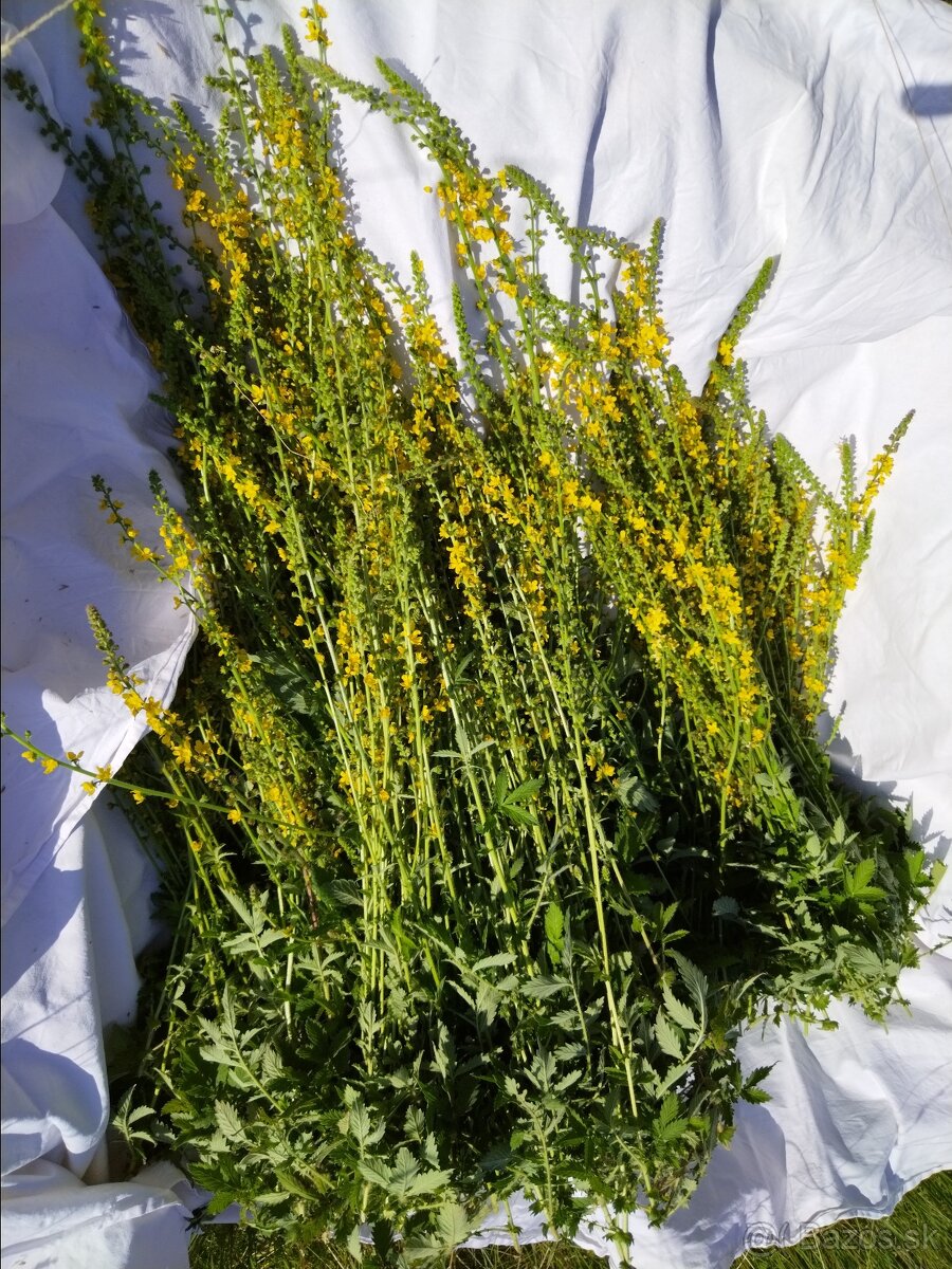 Sušené bylinky 1 - 16