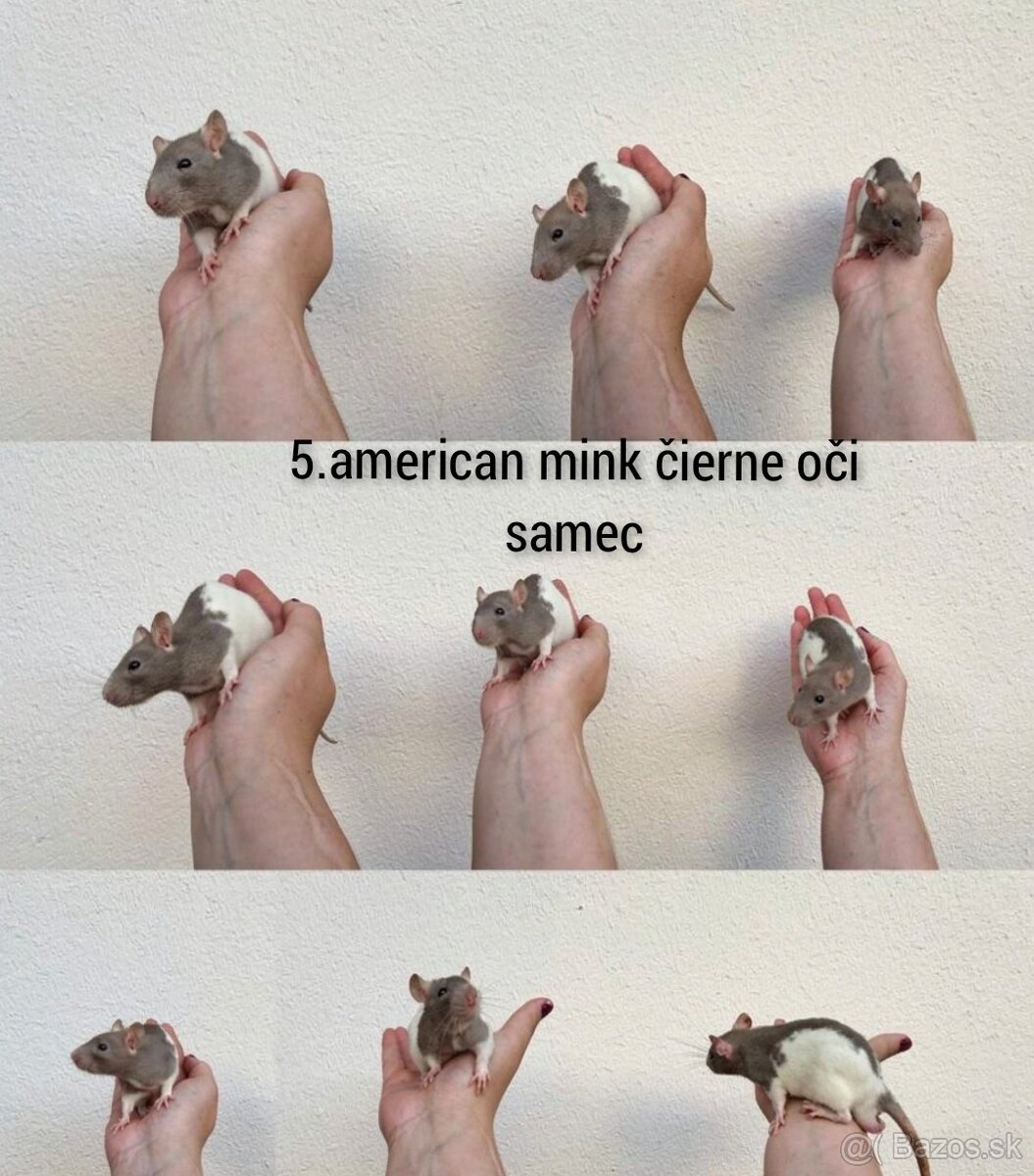 Predám potkaniky dumbo - 16