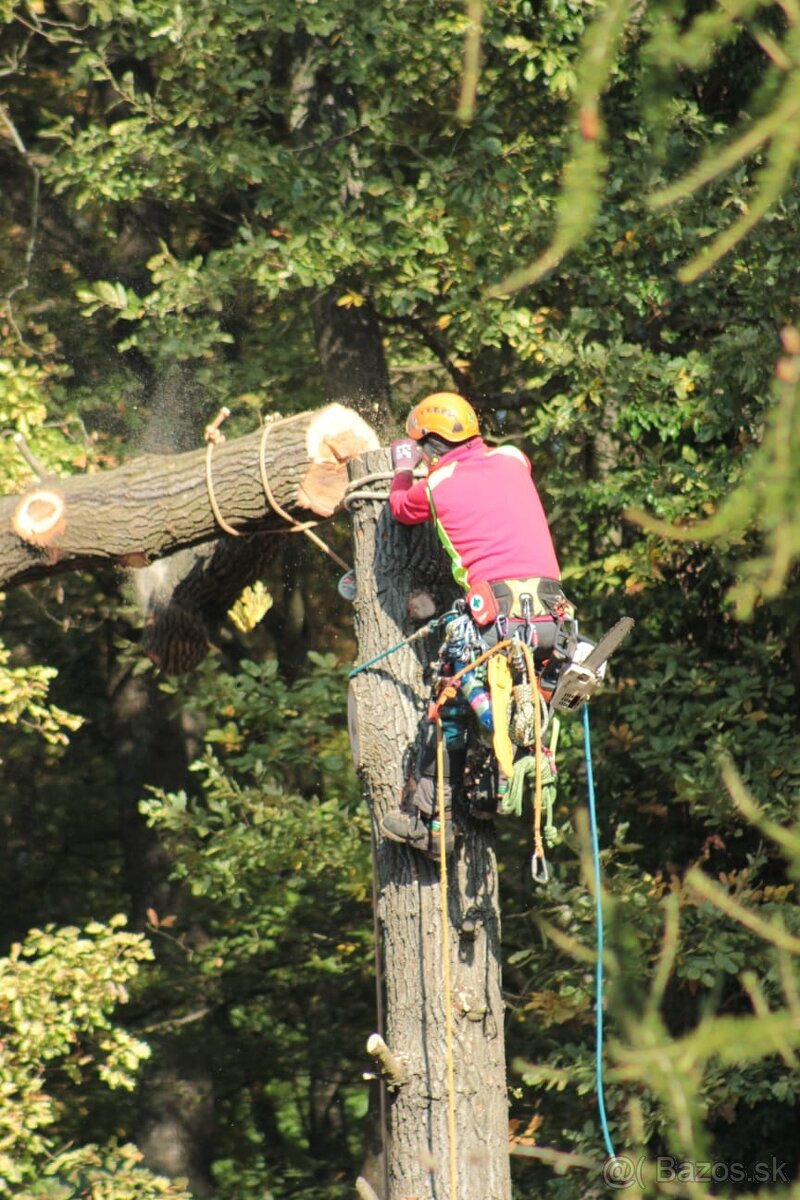 Arboristika, rizikové výruby a orezy stromov - 16