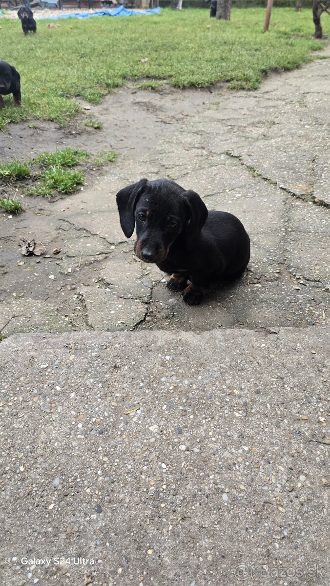 Jazvecik kratkosrsti. - 16