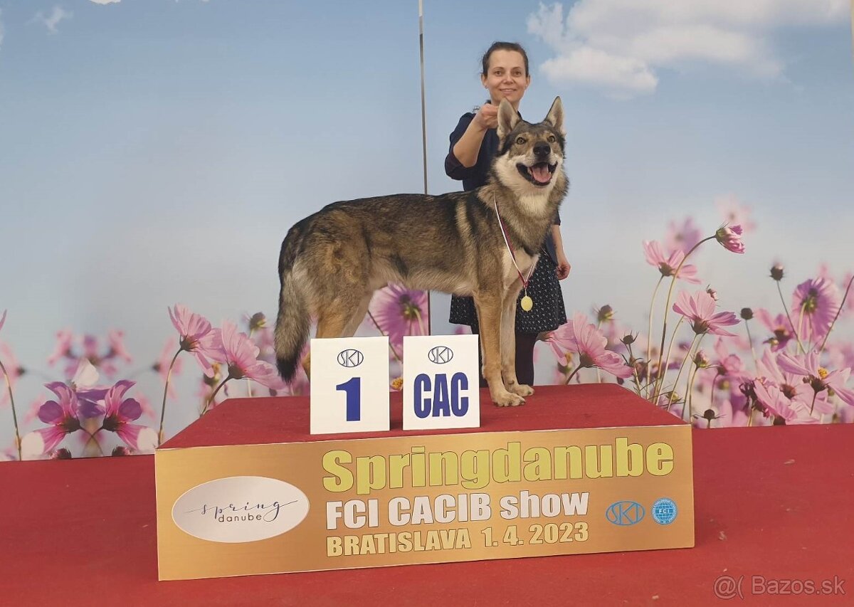 Československý vlčiak šteniatka s PP - 16