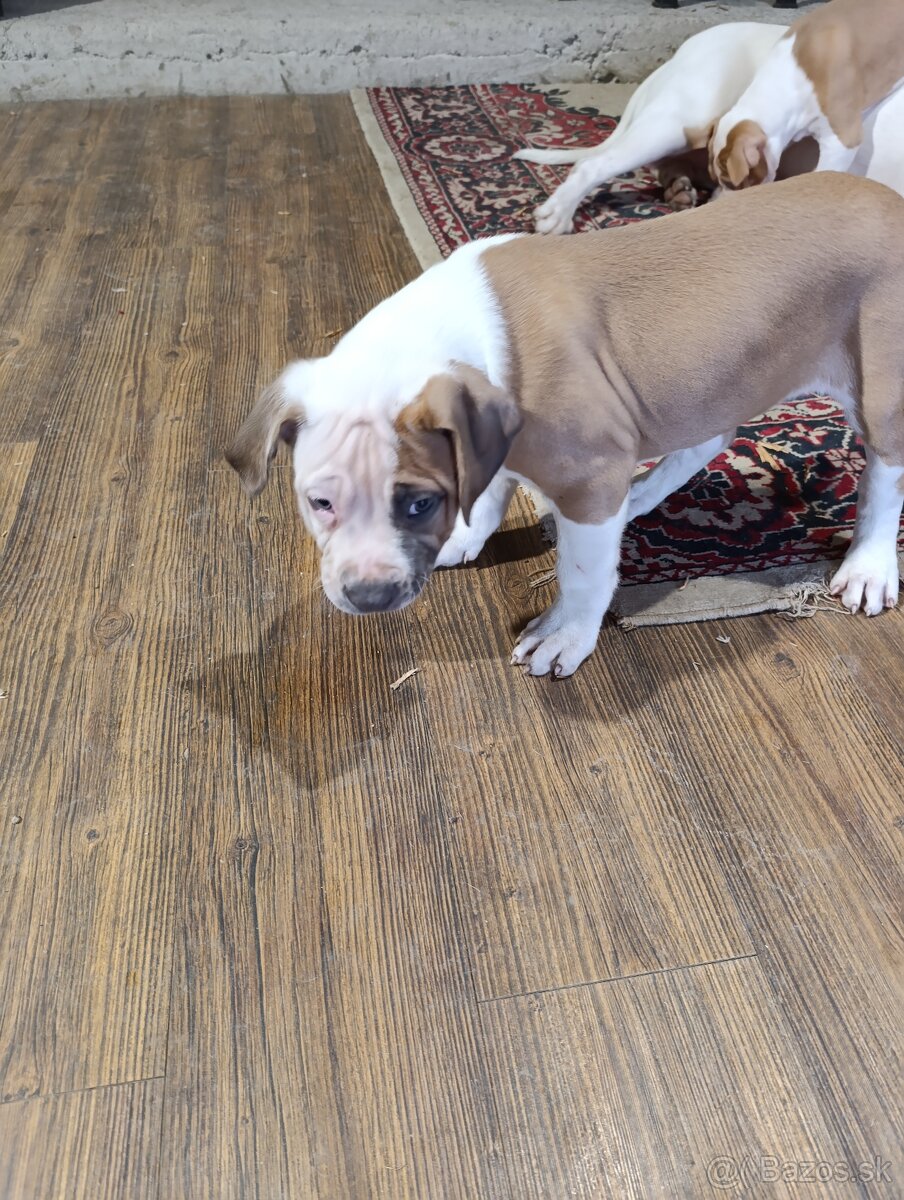 American Bully XL - 16