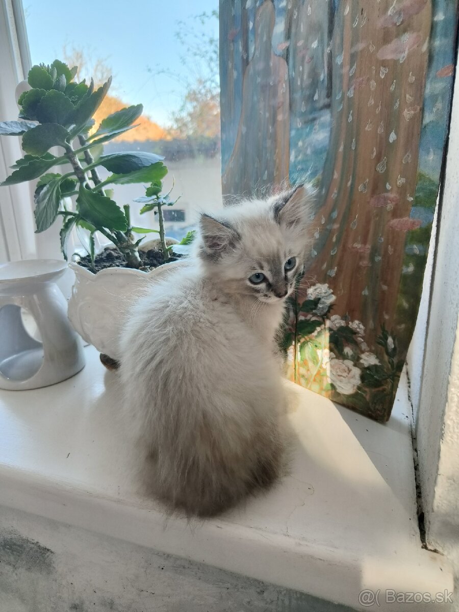 Kocúr ragdoll na krytie - 16