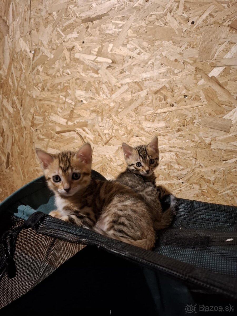 Bengalske maciatka s PP - 16