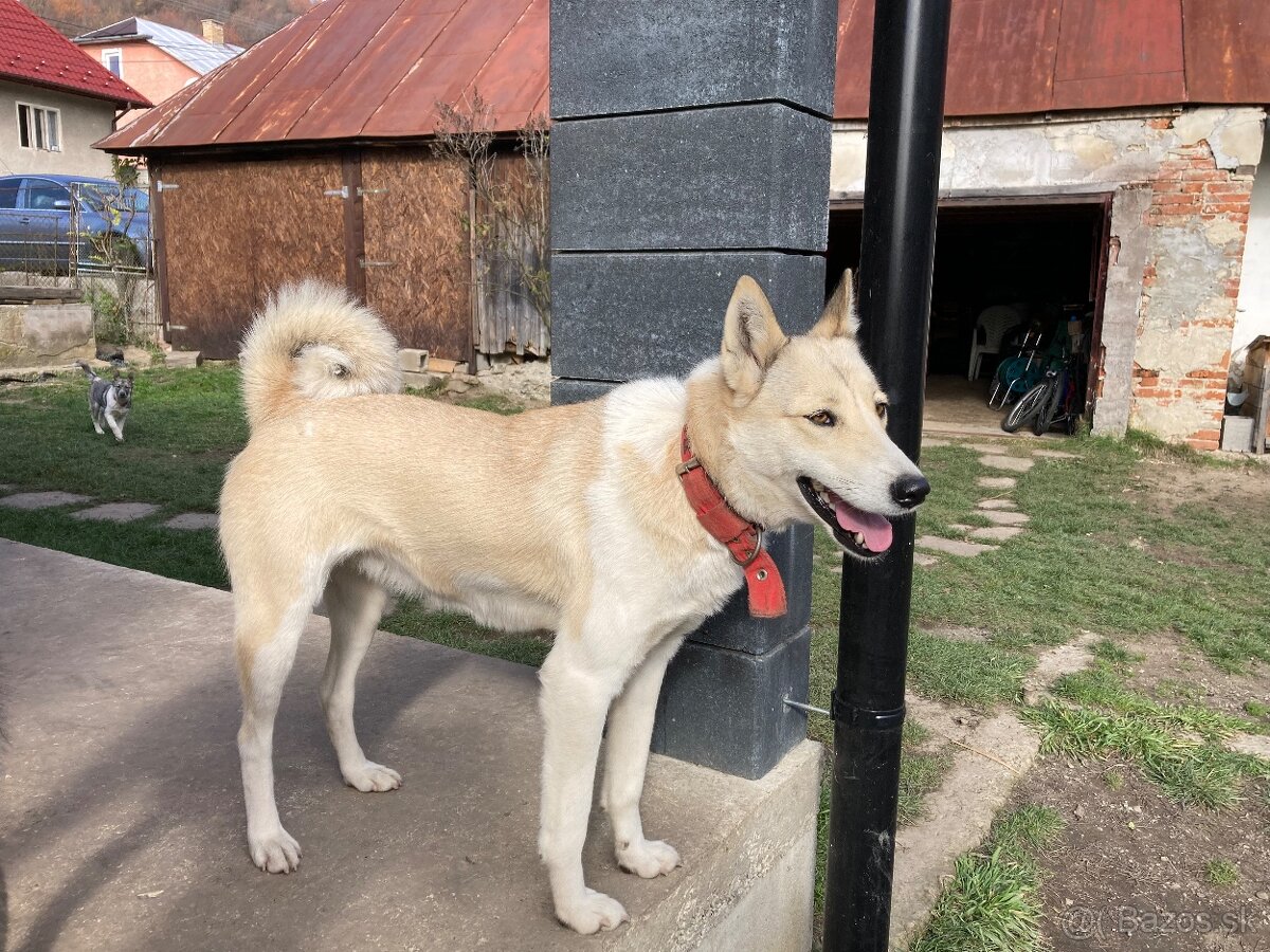 Západosibírska Lajka - 16
