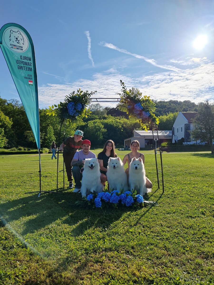 Samojed s PP LA TORRE ROJA - 16