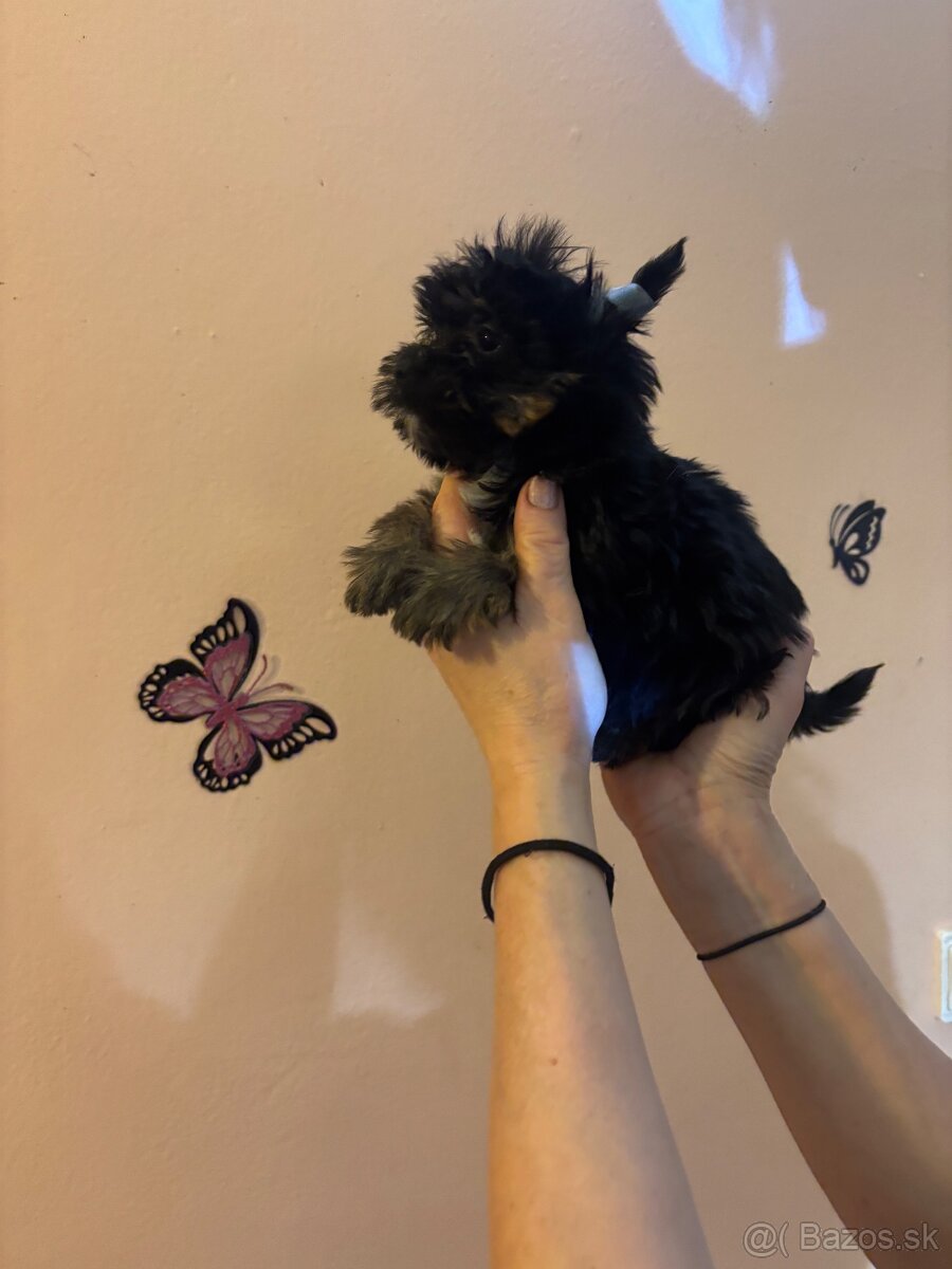 Yorkshirsky terier, yorkshirsky terier mini, biewer - 16