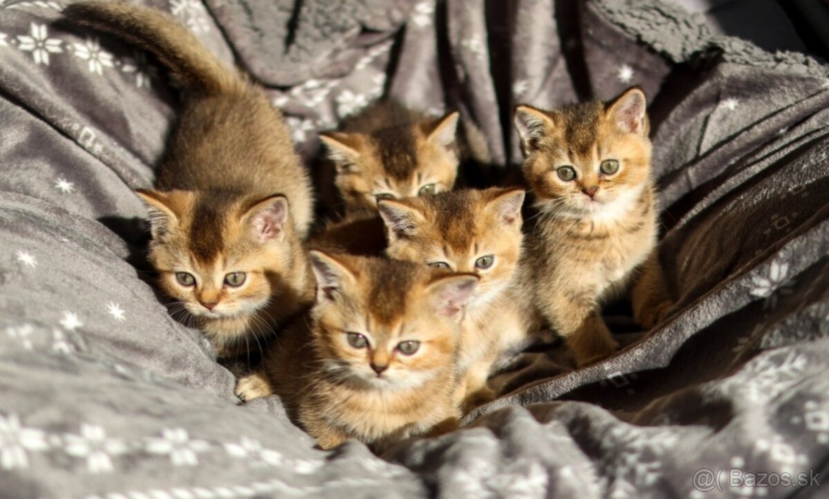 Britská krátkosrstá mačka - 16