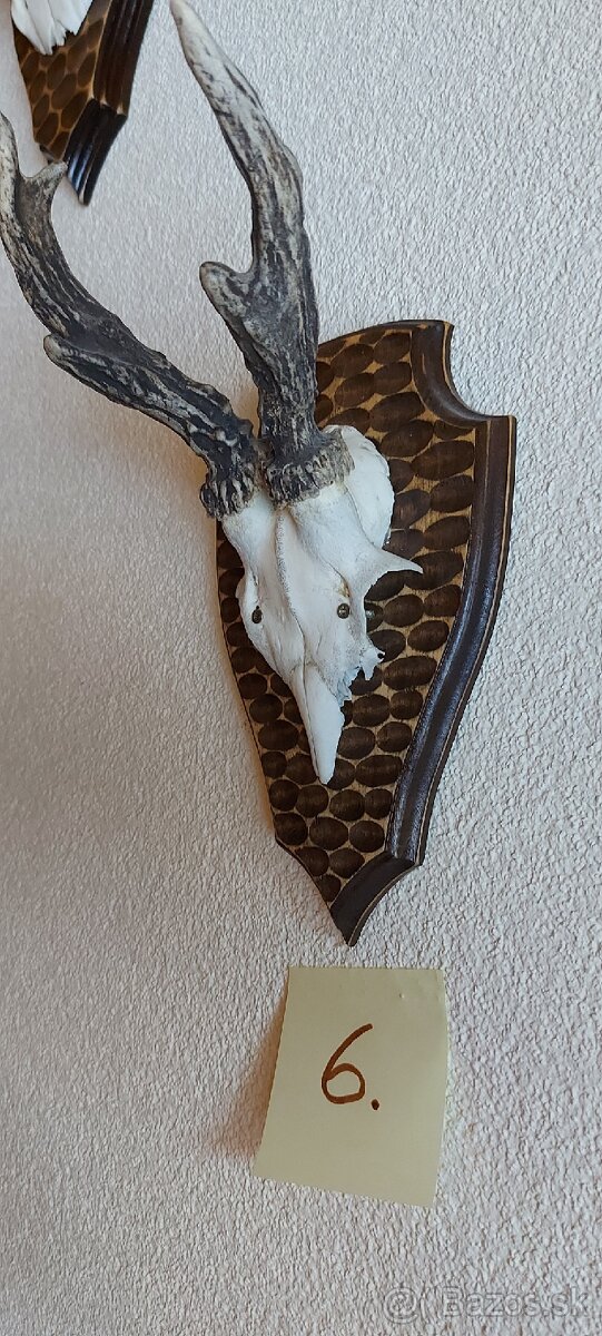 Srnčie trofeje - 16