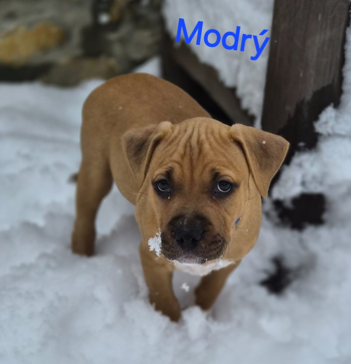 Americký stafordširský teriér - 16