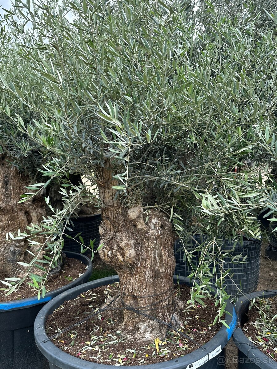 Predám Olivy Bonsai - 16
