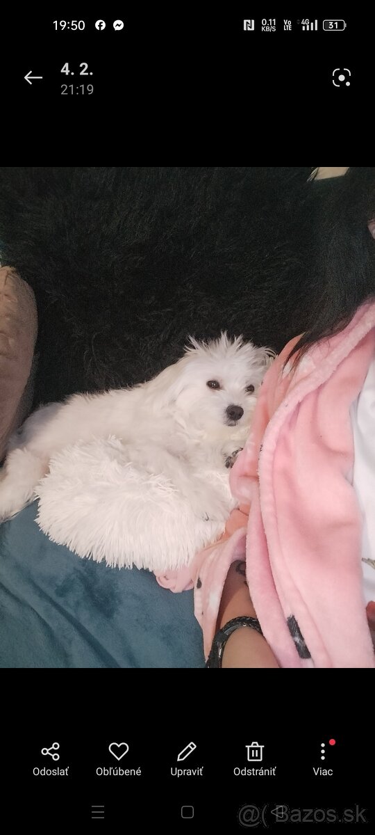 Maltezák fenka - 16