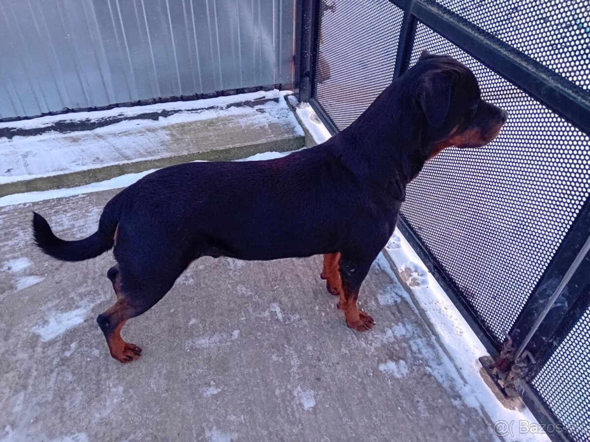 Šteňatá Rottweiler - 16