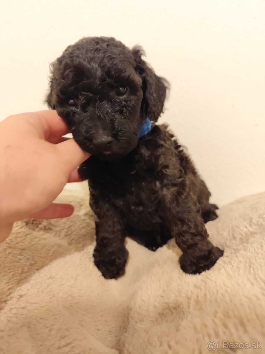 Pudel trpasličí - 16